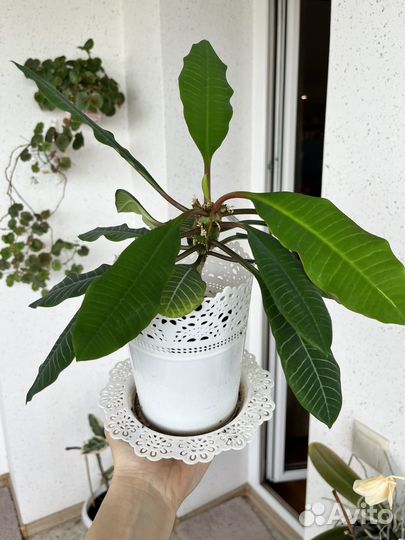 Молочай беложильчатый