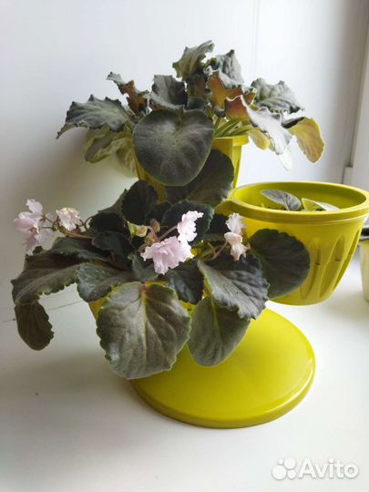 Кашпо горшок для цветов, каскад