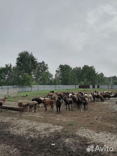 Курдючные бараны овцы ягнят