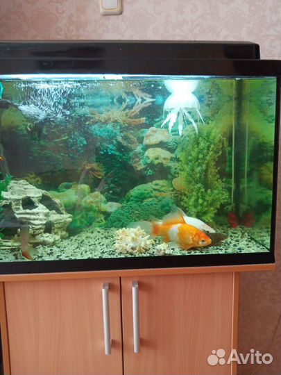Продаётся аквариум с рыбками, 140 литров