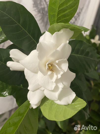 Гардения жасминовидная