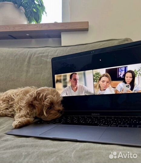 Мальтипу f1 micro Козинак oh-oh-oh collection Vip