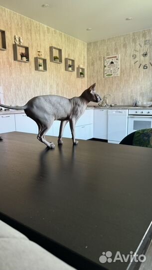 Кот Донской сфинкс