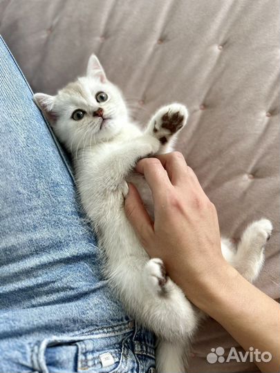 Шотланский котенок AY25