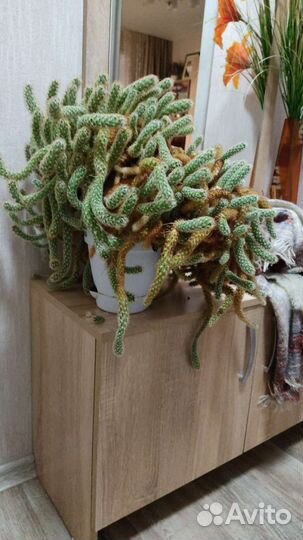 Детки кактуса