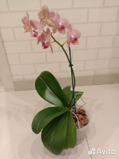 Орхидея фаленопсис