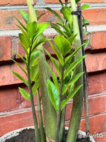 Замиокулькас