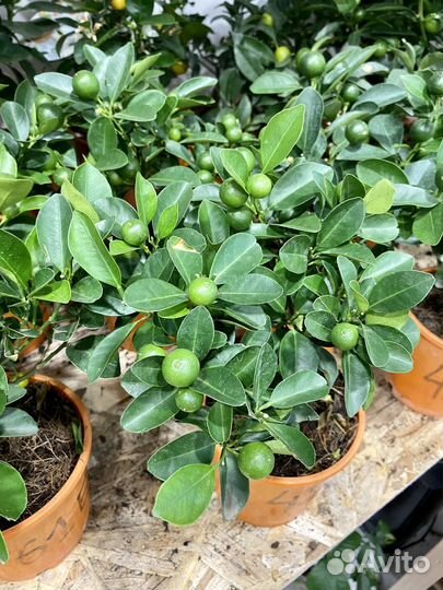 Мандариновое дерево