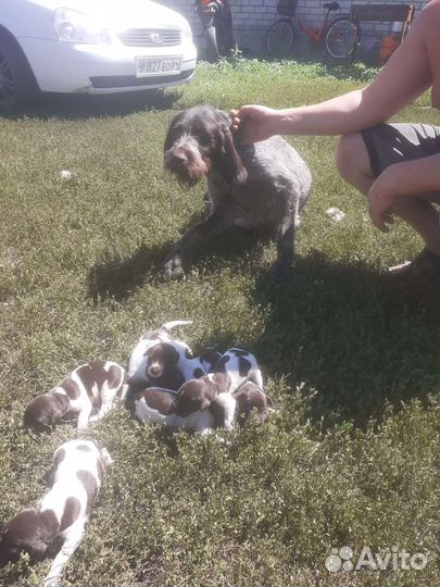 Собаки щенки