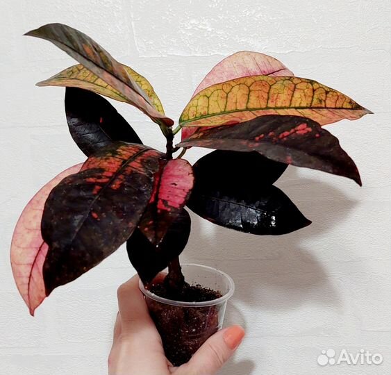 Кротон Миссис Айстон