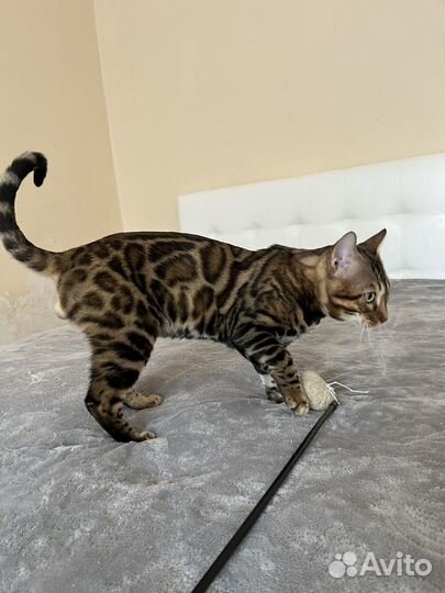 Бенгальский котик