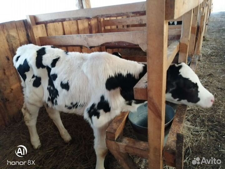 Быки на откорм