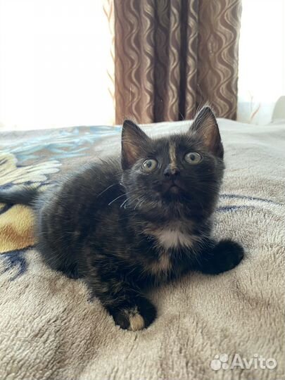 Котята бесплатно