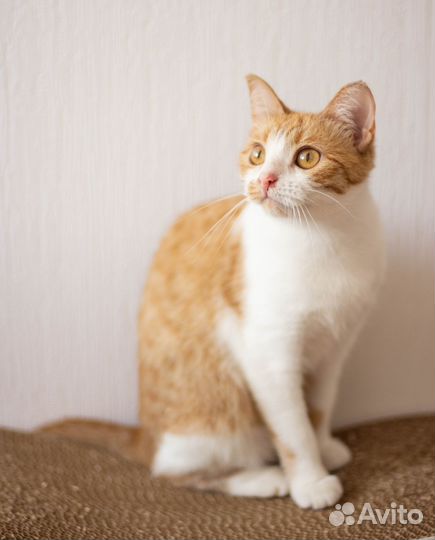 Рыжий котенок девочка