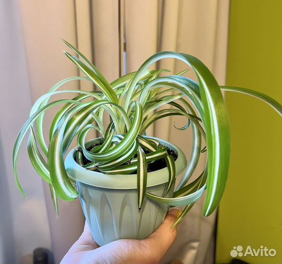 Хлорофитум кудрявый Бонни