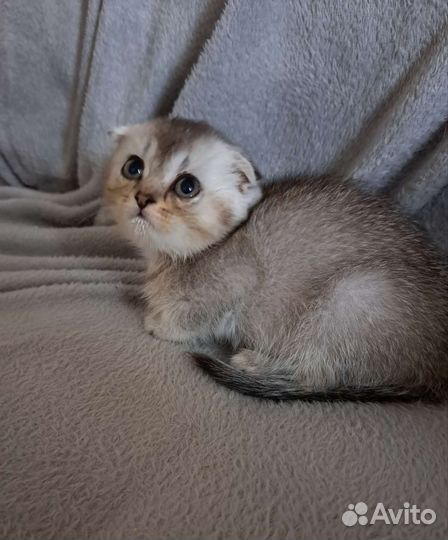 Шотландская вислоухая девочка