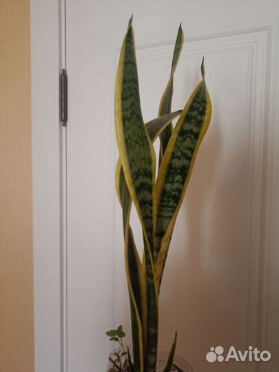 Сансевиерия, Лауренти