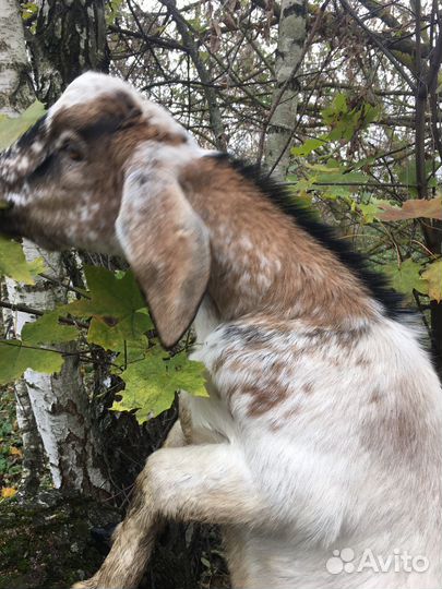 Нубийский козел