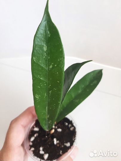 Хойя.Разные виды