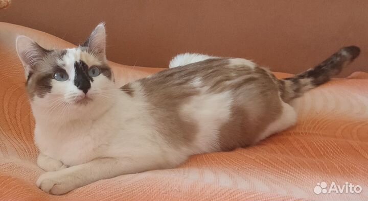 Котодевочка ищет семью