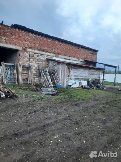 Коровы, бычки, телят