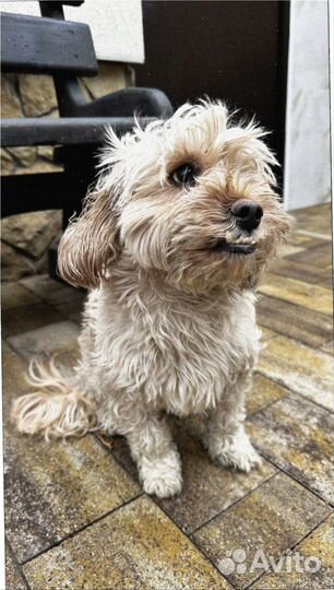 Тротуарная плитка без полной предоплаты