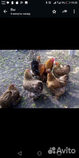 Племенное яйцо от кур Брама, гусей. Гусята