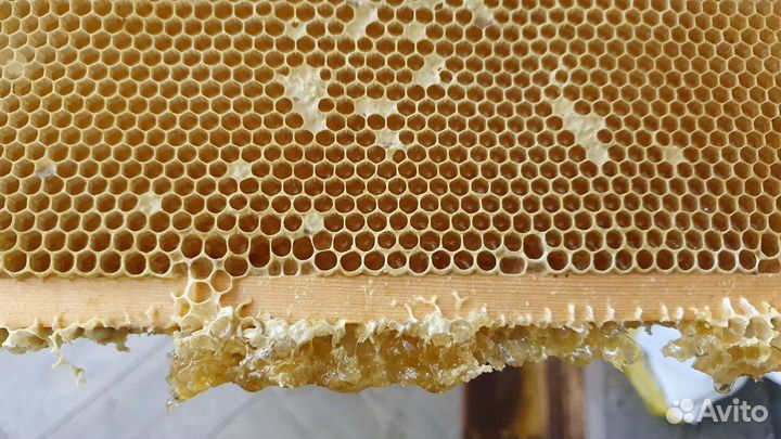 Рамка меда в сотах