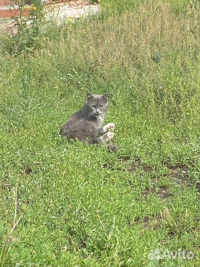 Отдам кота в добрые руки