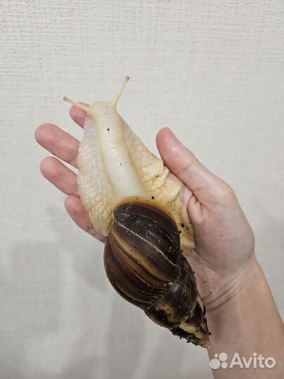 Улитки ахатины маленькие