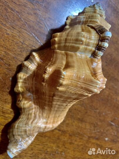 Морские ракушки раковины