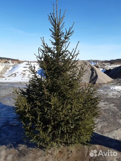 Елка новогодняя Ель Сосна опт