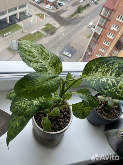 Дифенбахия