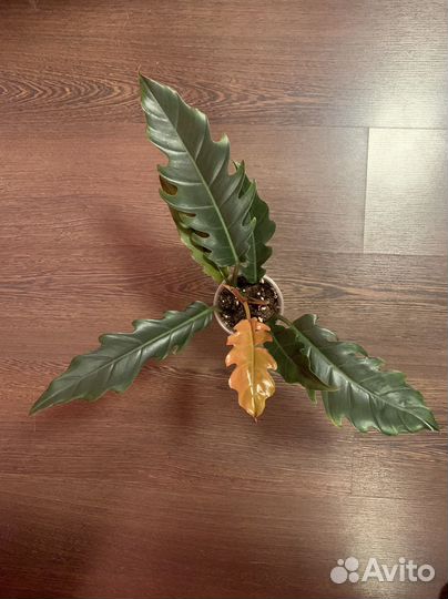 Филодендрон карамель плуто