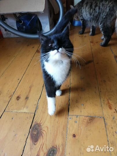 Котенок черный с белым