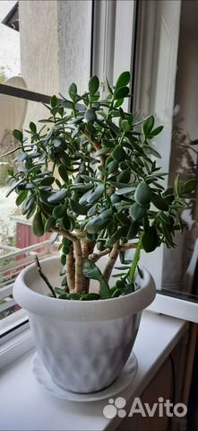 Красула толстянка