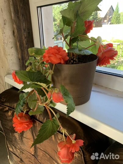 Бегония Евансиана Анрюс