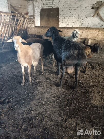 Баранов бычков