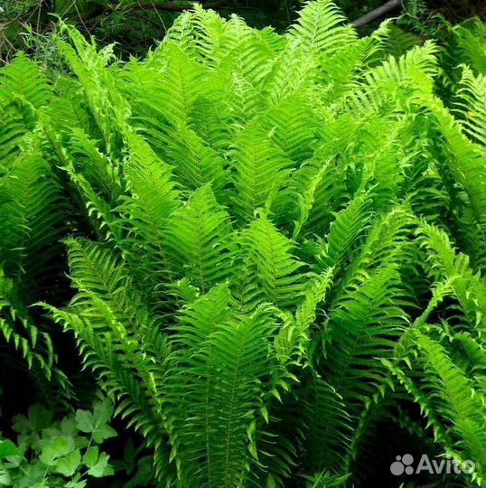 Папоротник садовый