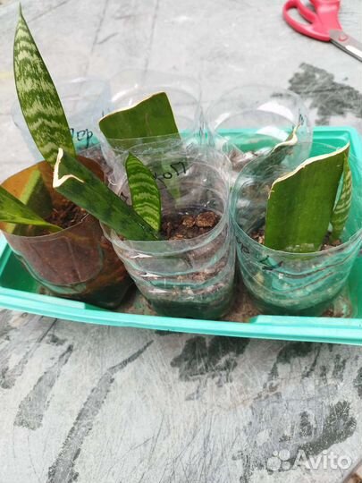 Сансевиерия