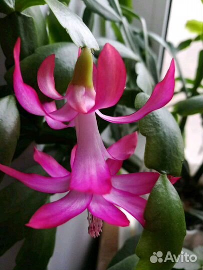 Шлюмбергера (декабрист) 8 сортов