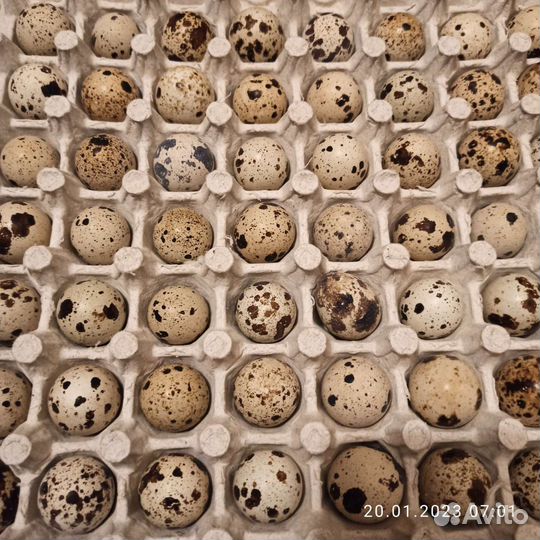 Яйца перепелиные