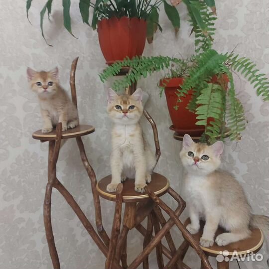 Британские котята