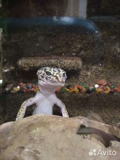 Иранский эублефар