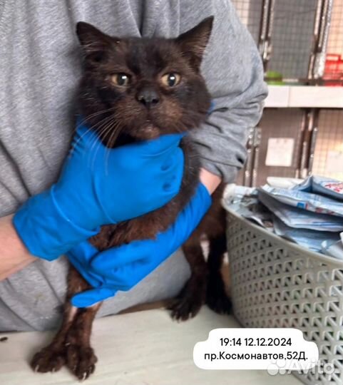 Поступившие кошки в приют