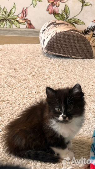 Котеночек Милла