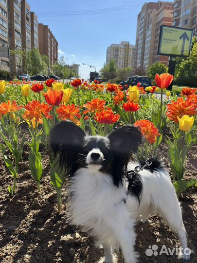 Папильон вязка