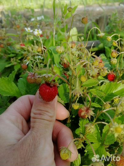 Земляника кустик