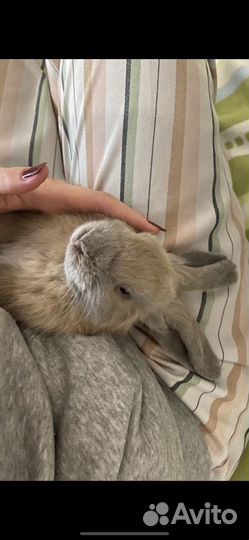 Карликовый кролик минилоп