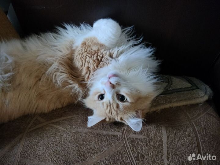 Кот ищет дом